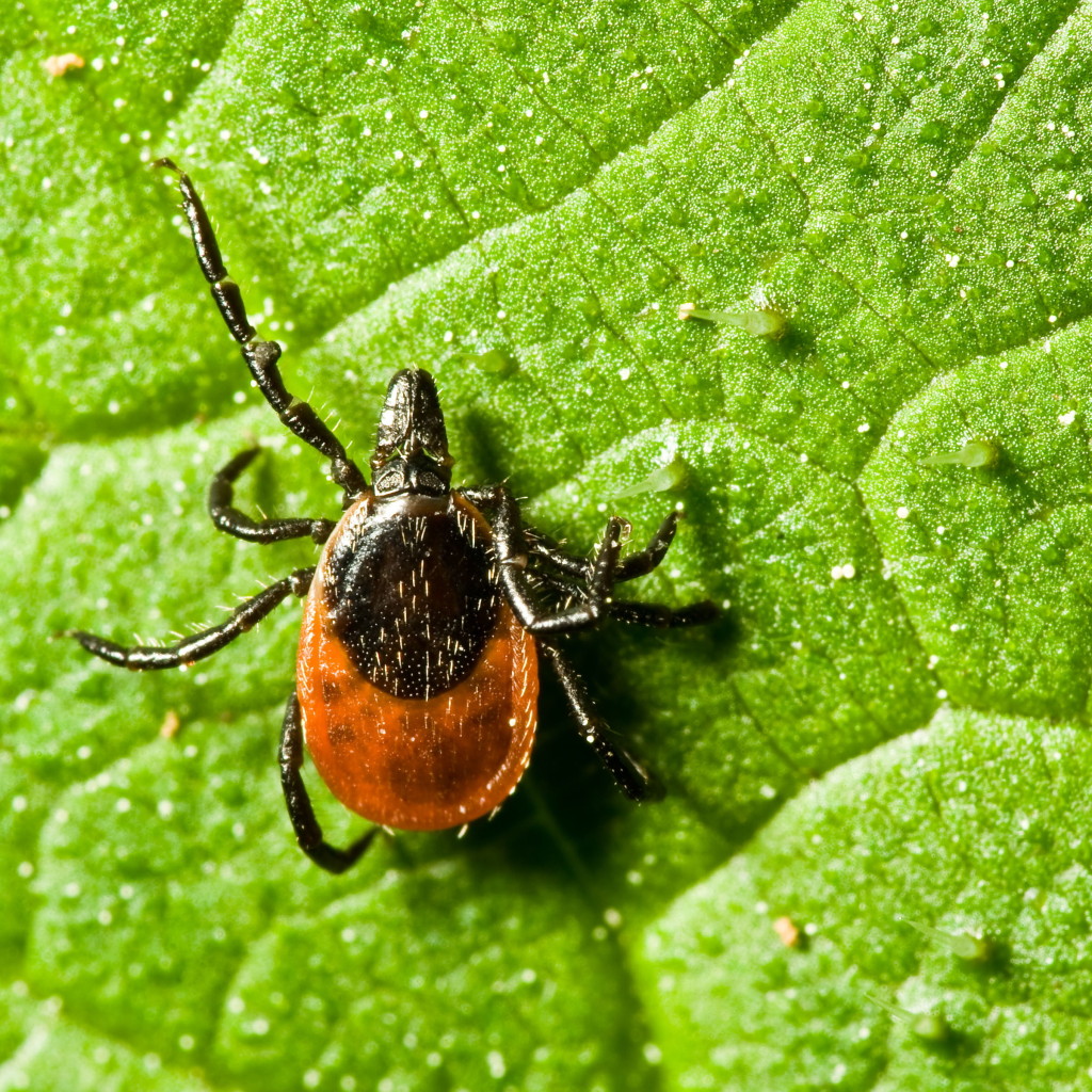 Ixodes ricinus фото